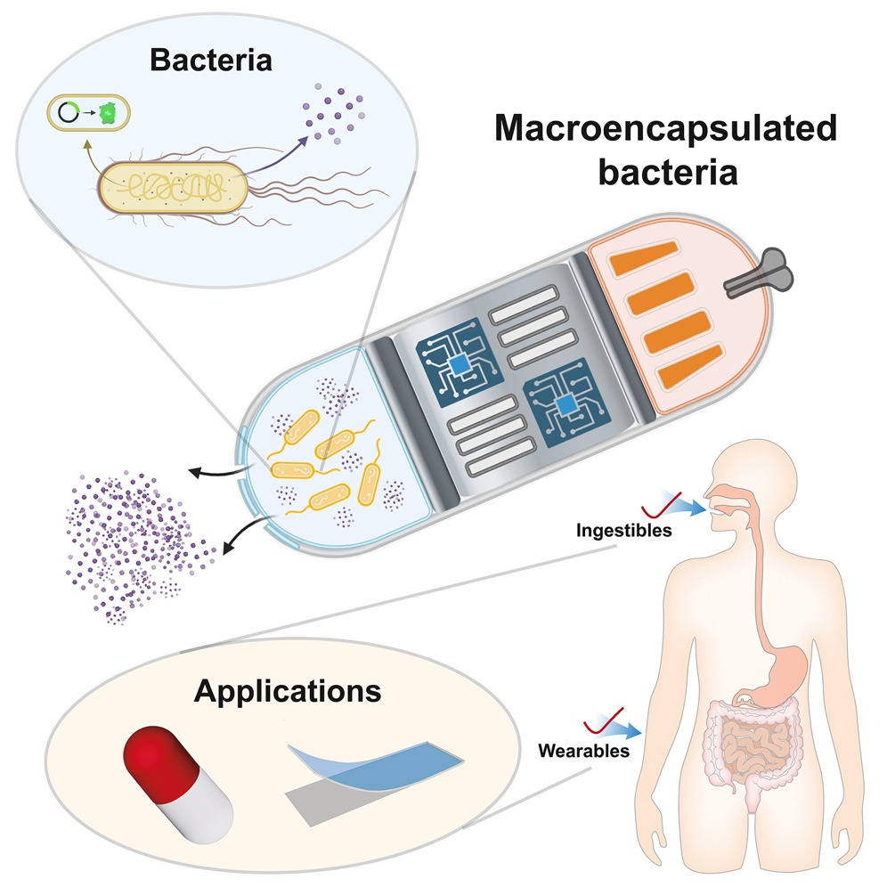 C&aacute;psulas de probi&oacute;ticos 
